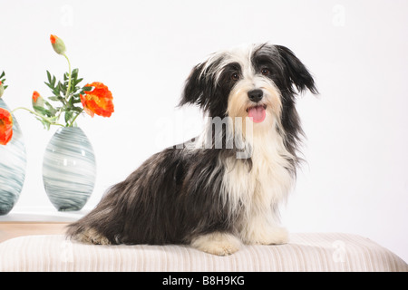 Chien Bichon Havanais - assis en face de fleurs Banque D'Images