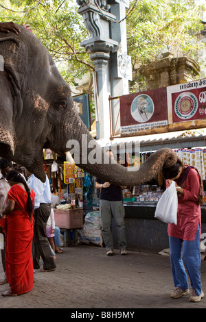 L'Inde Pondicherry Sri Manakula Vinayagar Temple elephant bénédiction adorateur Banque D'Images