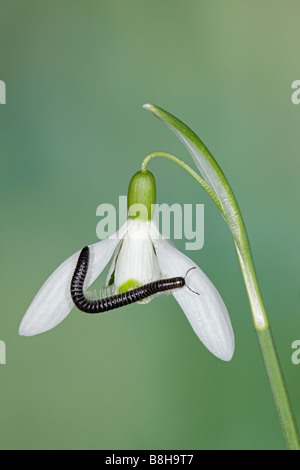Mille-pattes Tachypodoiulus niger le Snowdrop Galanthus rivalis commun Banque D'Images