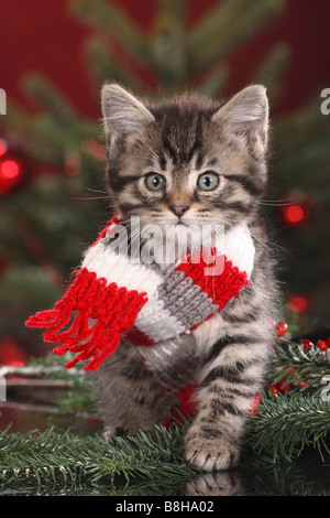 Noël : chaton avec châle Banque D'Images