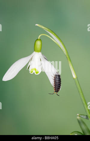 Cloporte Oniscus asellus commun sur les Snowdrop Galanthus rivalis Banque D'Images