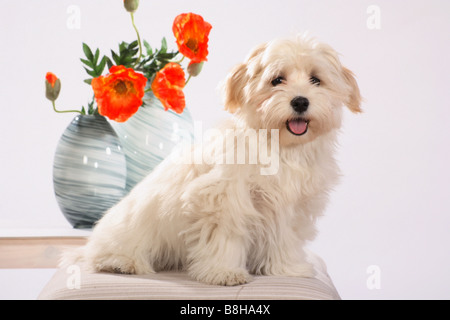 Chien - chiot Bichon Havanais assis en face de fleurs Banque D'Images