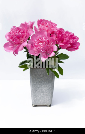 Les Pivoines rose. Nom latin : Paeonia Banque D'Images