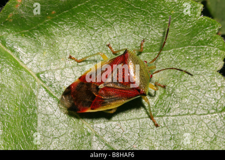 Bouclier de bouleau bug Elasmostethus interstinctus Acanthosomatidae sur birch UK Banque D'Images