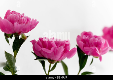 Pivoines. Nom latin : Paeonia Banque D'Images