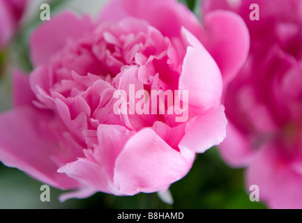 Pivoine rose Nom latin : Paeonia Banque D'Images