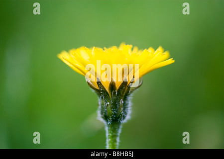 Pissenlit fleur de près. Nom latin:Taraxacum officinale Banque D'Images