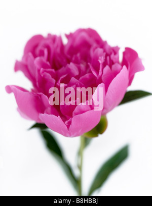 Pivoine rose Nom latin : Paeonia Banque D'Images