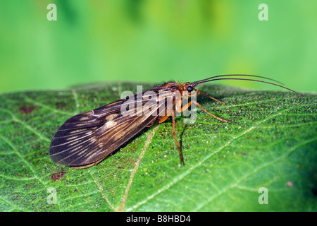 Caddis Fly (Potamophylax cingulatus) on leaf Banque D'Images