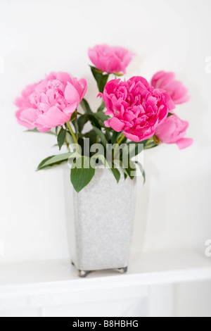 Les Pivoines rose. Nom latin : Paeonia Banque D'Images