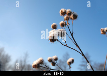 bardane Banque D'Images