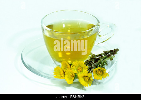 Tussilage (Tussilago farfara), tasse de thé et de fleurs, studio photo Banque D'Images