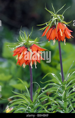 Couronne impériale (Fritillaria imperialis), variété : Rubra maxima, la floraison Banque D'Images