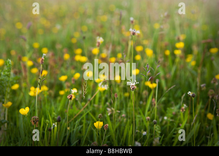 Wild Flower meadow Banque D'Images