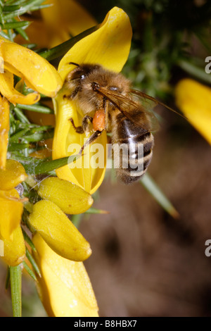 Le brossage de l'abeille Apis mellifera l'ajonc d'ouest au large de pollen des anthères UK Banque D'Images