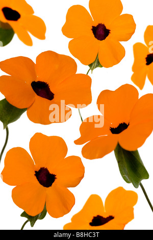 Photomontage de fleurs orange Banque D'Images