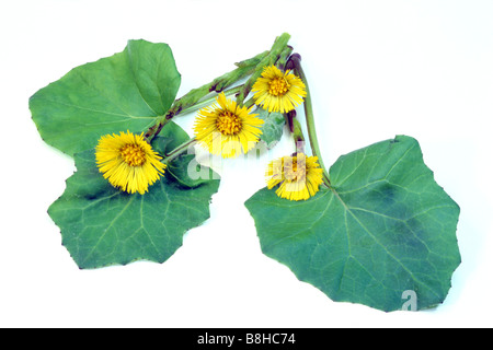 Tussilage (Tussilago farfara), fleurs et feuilles, studio photo Banque D'Images