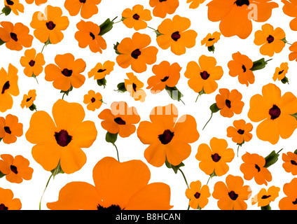 Photomontage de fleurs orange Banque D'Images