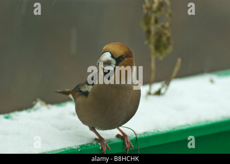 Gros-bec errant sur un coin mâle 1 pot de jardin Banque D'Images