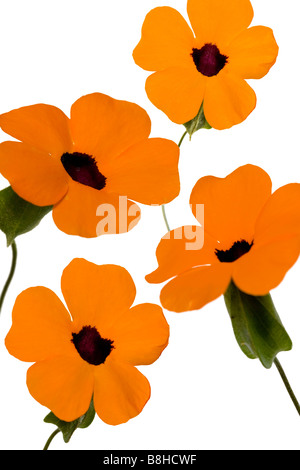 Photomontage de fleurs orange Banque D'Images