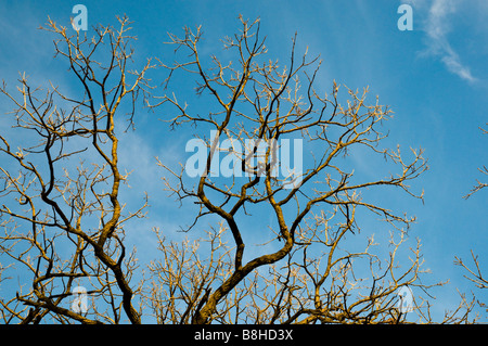 Chêne arbre branches dénudées Banque D'Images