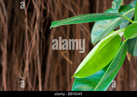 Aux couleurs vives et des feuilles vertes de Ficus elastica avec des racines aériennes dans l'arrière-plan Banque D'Images