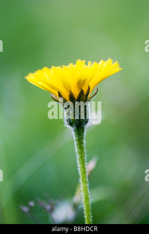 Pissenlit fleur de près. Nom latin:Taraxacum officinale Banque D'Images