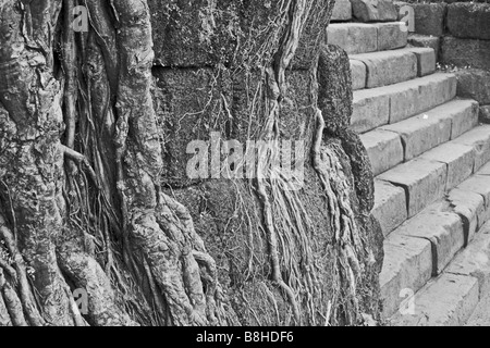 Racines de l'arbre Banyan s'implanter à Champassak, le sud du Laos. Banque D'Images