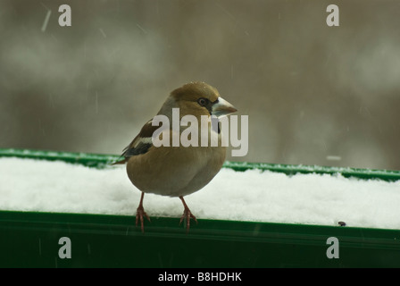 Femme rose sur un coin jardin pot 1 Banque D'Images