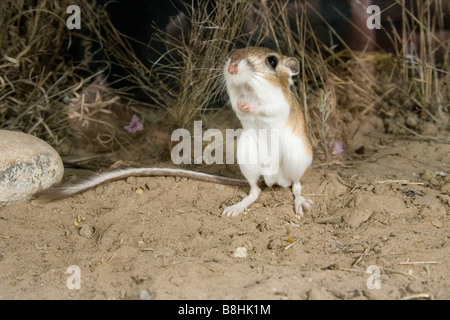 Rat kangourou d'Ord Banque D'Images