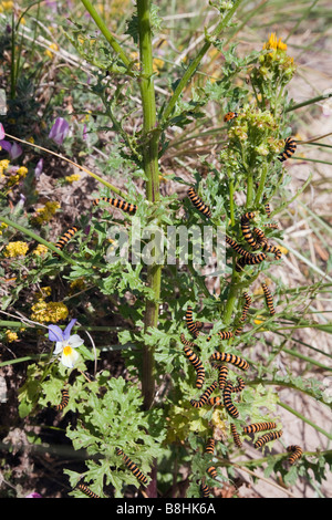 Papillon Tyria jacobaeae cinabre chenilles se nourrissent de séneçon jacobée Senecio jacobaea plante hôte Banque D'Images