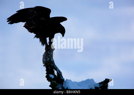 Un aigle royal (Aquila chrysaetos ) Silhouetté contre le ciel Banque D'Images