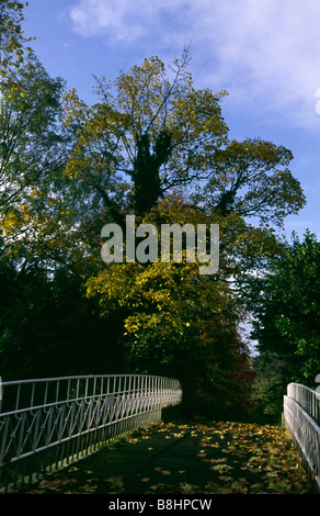 Les arbres d'automne dans la région de Sydney Gardens UK Somerset Bath Spa Banque D'Images