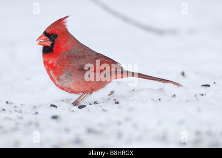 Le Cardinal rouge mâle se nourrissant sur sol enneigé Banque D'Images