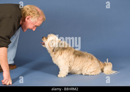 Tzu-Maltese Shih chien croix Banque D'Images