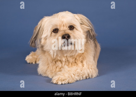 Tzu-Maltese Shih chien croix Banque D'Images