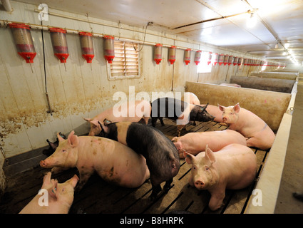 Une ferme d'élevage porcin prospère dans le sud de l'Ontario Banque D'Images