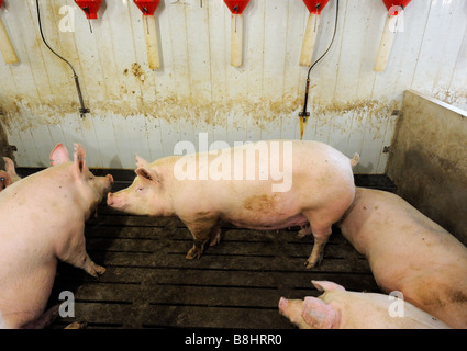 Une ferme d'élevage porcin prospère dans le sud de l'Ontario Banque D'Images