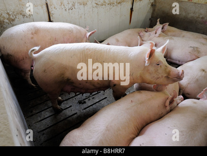 Une ferme d'élevage porcin prospère dans le sud de l'Ontario Banque D'Images