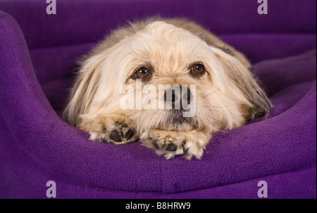 Tzu-Maltese Shih chien croix Banque D'Images