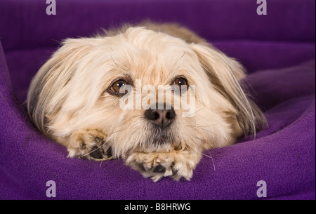 Tzu-Maltese Shih chien croix Banque D'Images