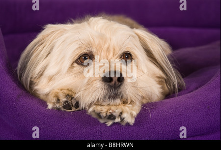 Tzu-Maltese Shih chien croix Banque D'Images