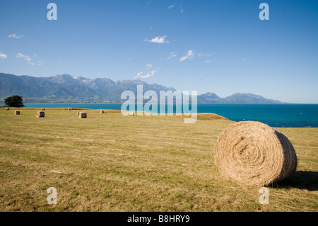 Caution de foin, pris dans les montagnes de Kaikoura, Nouvelle-Zélande Banque D'Images