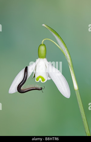 Mille-pattes Tachypodoiulus niger le Snowdrop Galanthus rivalis commun Banque D'Images