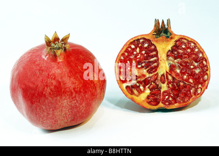 Grenadier (Punica granatum), de fruits, de studio photo Banque D'Images