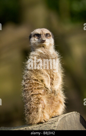 Meerkat sur service de sentinelle veillant Banque D'Images