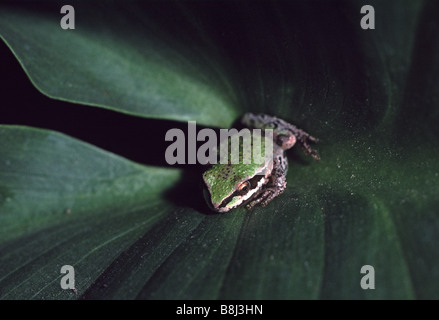 Rainette du Pacifique Hyla regilla sur une calla lily leaf California USA phase de vert Banque D'Images