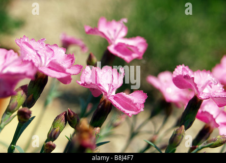Close up of jolie rose Dianthus fleurs. Banque D'Images