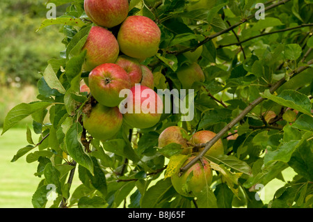 Cluster de pommes croissant sur l'arbre dans un grand verger Banque D'Images