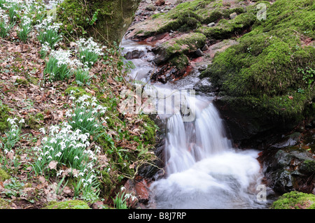 De plus en plus les perce-neige sur les rives d'un cours d'eau du pays de Galles Banque D'Images